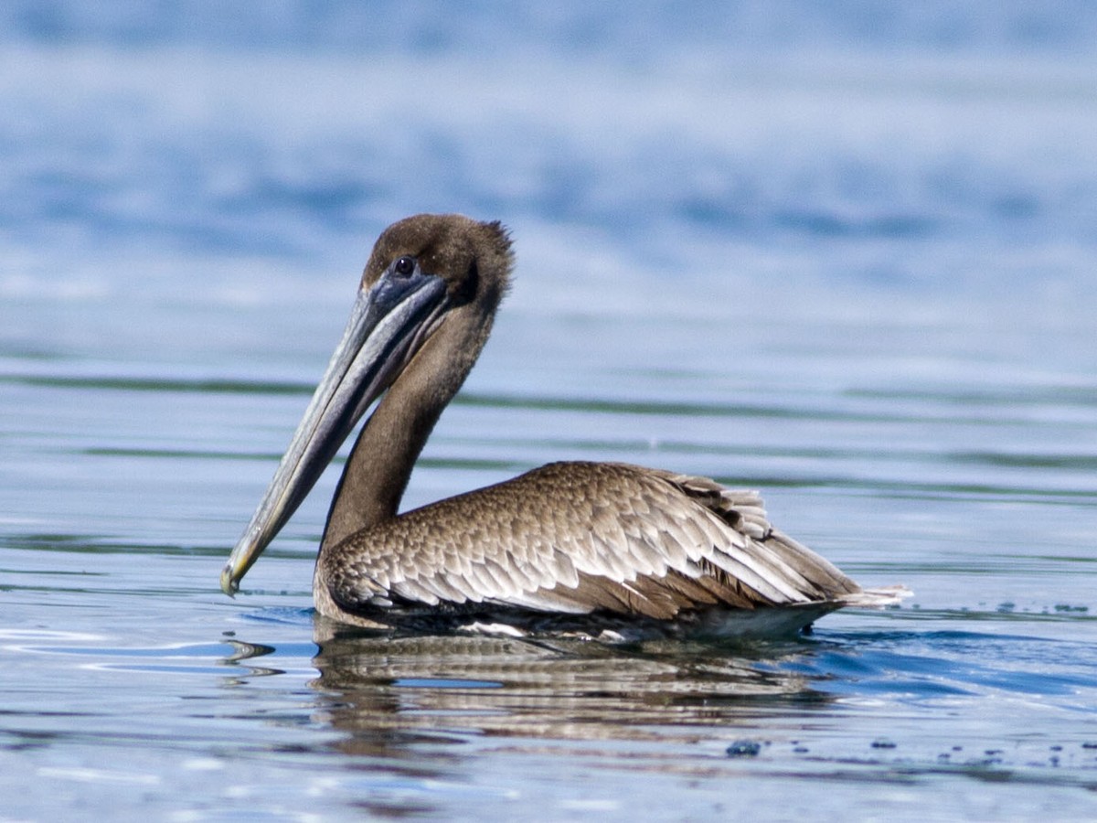 Brown Pelican - Glenn Seeholzer