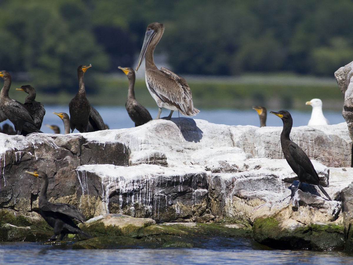 Brown Pelican - Glenn Seeholzer