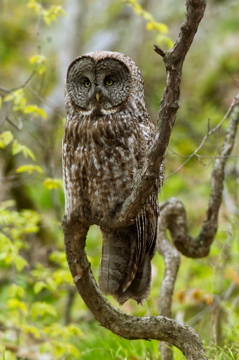 Great Gray Owl - ML259427841