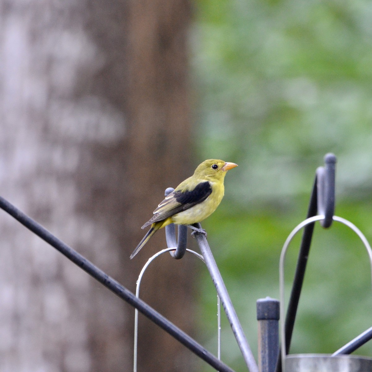 Scarlet Tanager - David Govoni