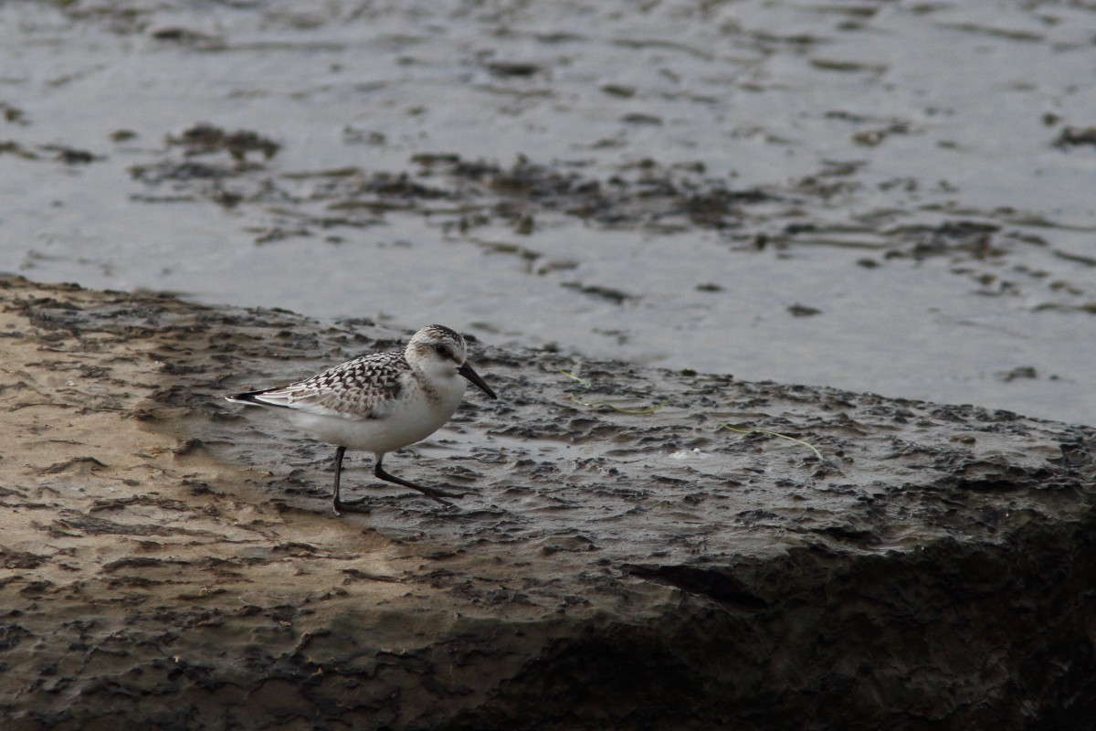 Bécasseau sanderling - ML259428591