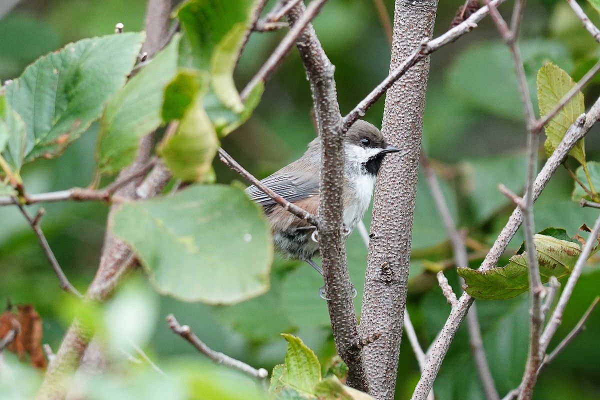 Boreal Chickadee - ML259431531