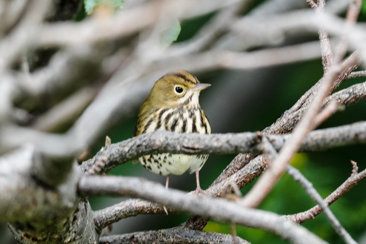 Ovenbird - ML259431621