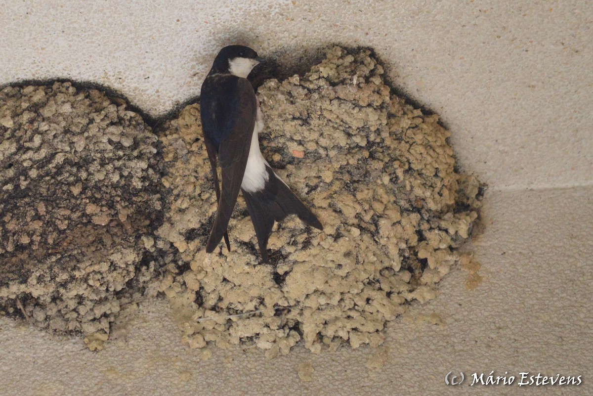 Western House-Martin - Mário Estevens