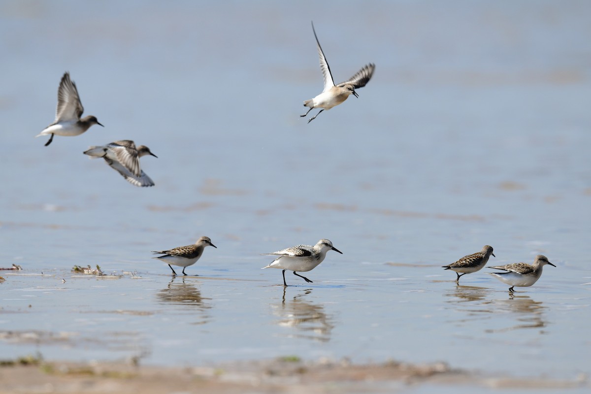 Sanderling - ML259432041