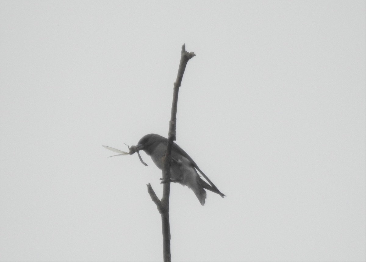 Ashy Woodswallow - Shivaprakash Adavanne