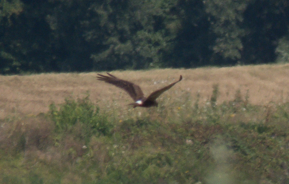 Western Marsh Harrier - Henk Sierdsema