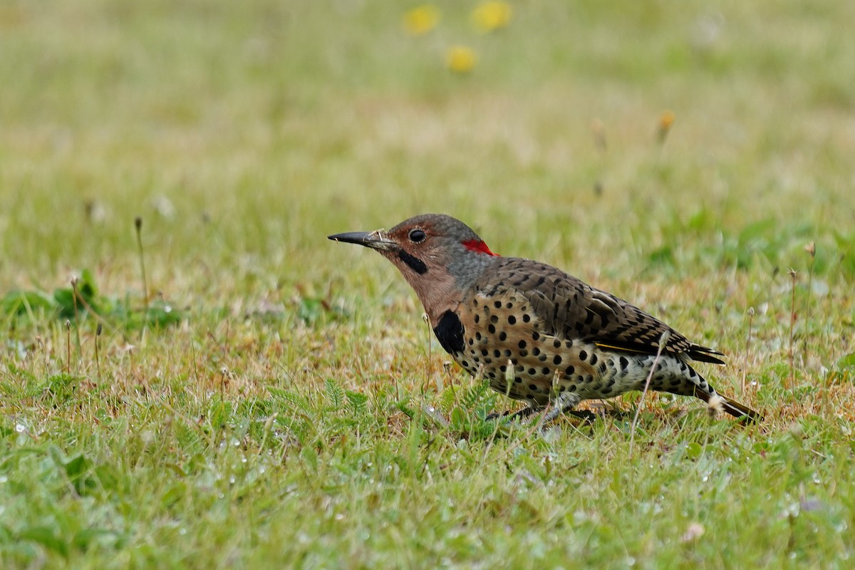 Northern Flicker - ML259434091