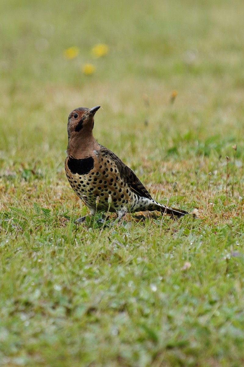 Northern Flicker - ML259434101