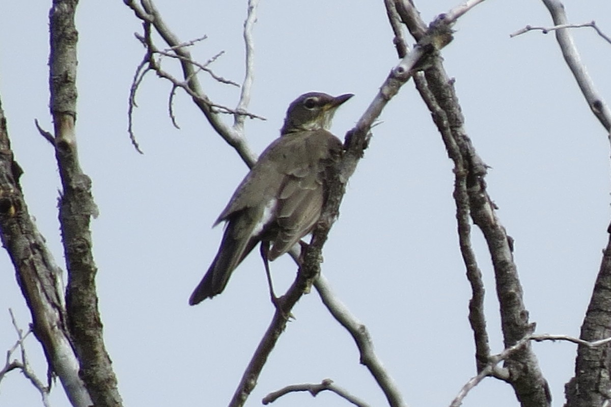 Zozo papargorria - ML259434501
