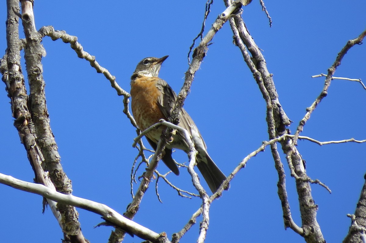 Zozo papargorria - ML259434511