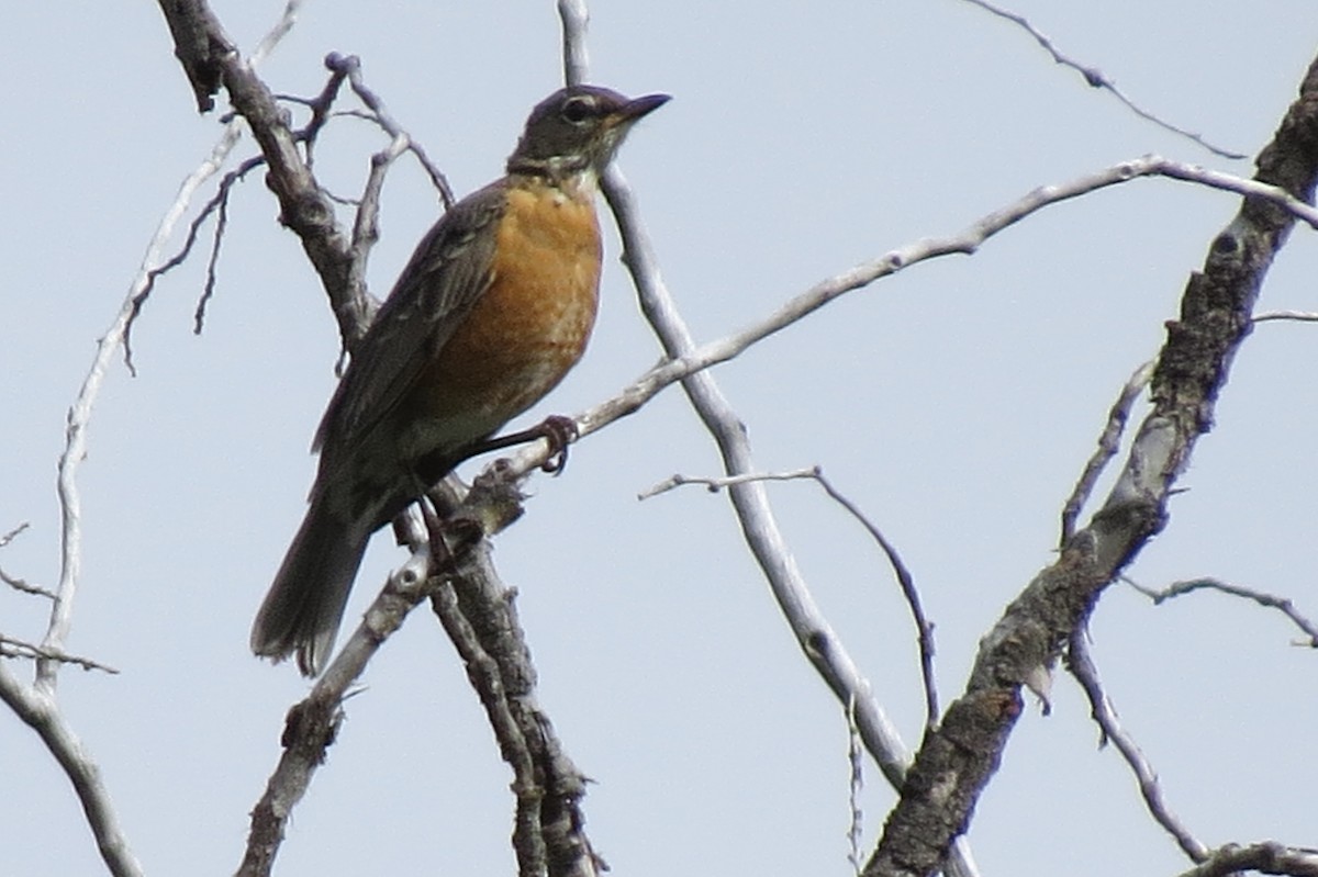 Zozo papargorria - ML259434521
