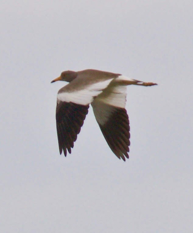 Gray-headed Lapwing - ML259435261