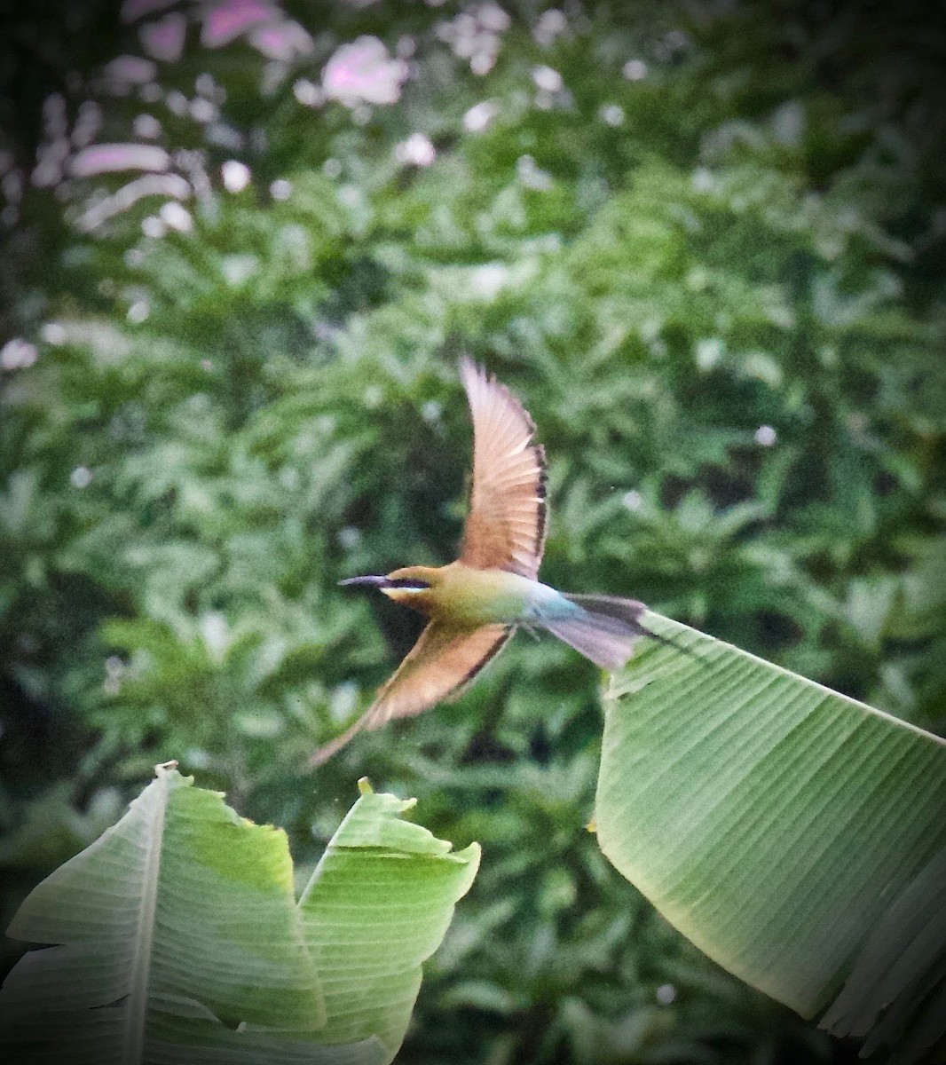 Blue-tailed Bee-eater - Ng SH