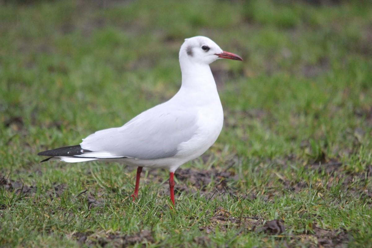 Black-headed Gull - Jock McCracken