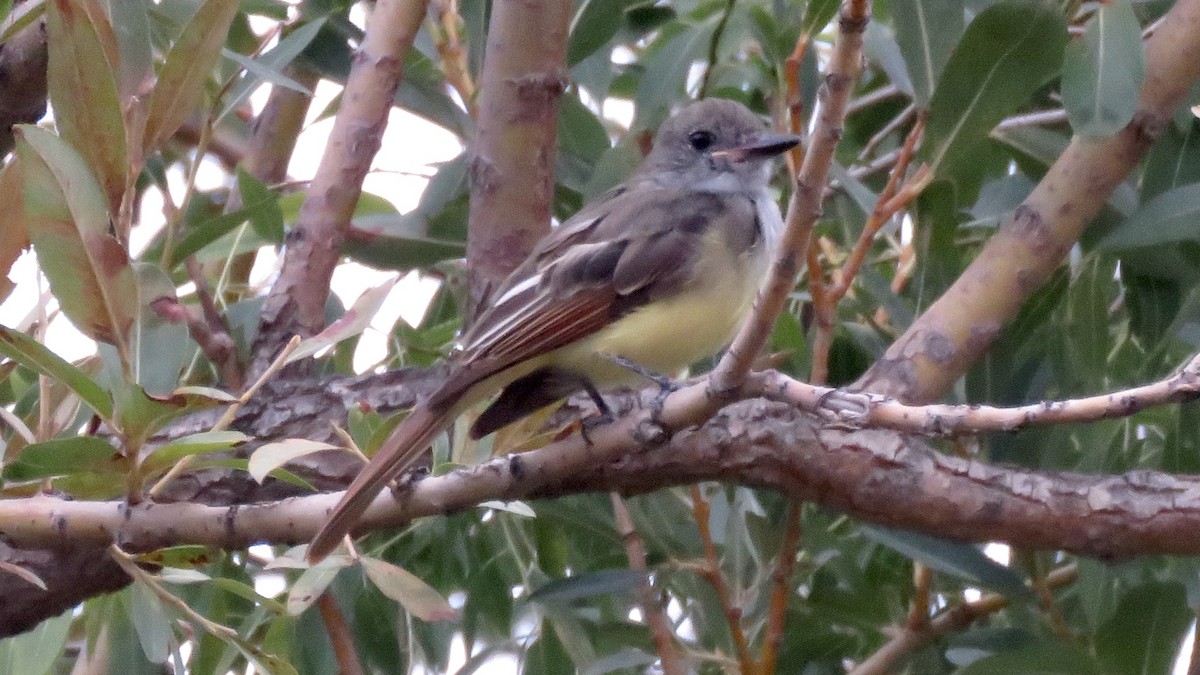 Great Crested Flycatcher - Nick Komar