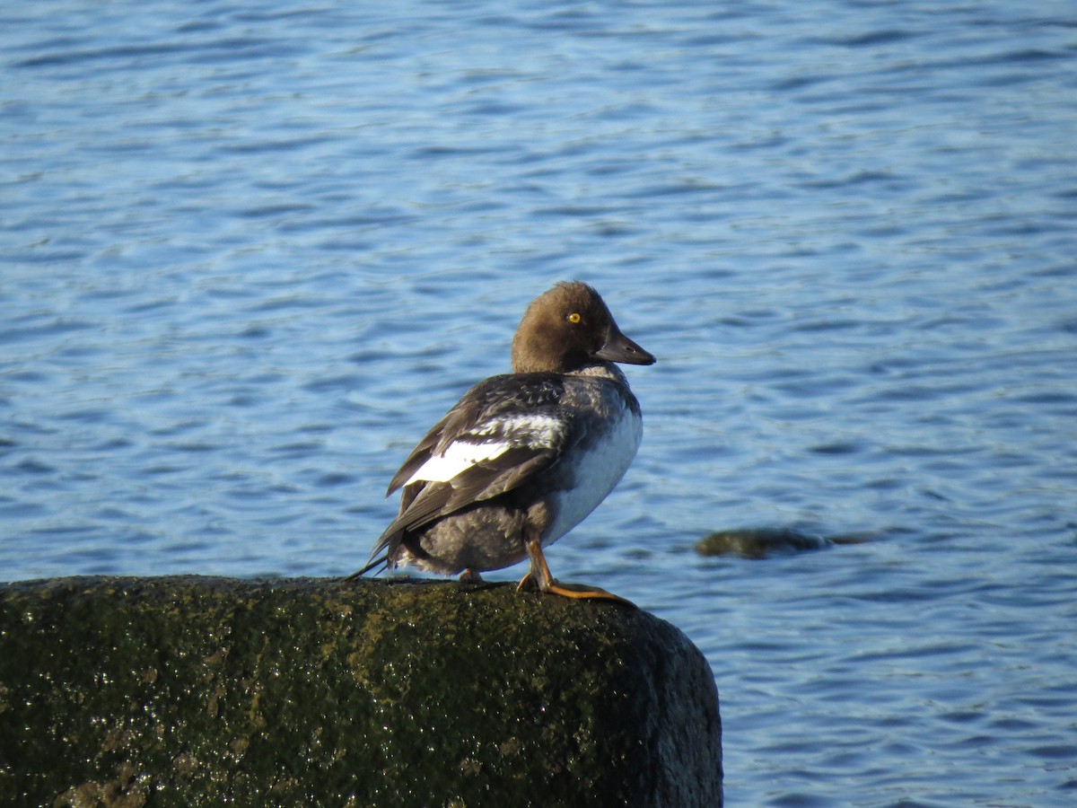 Common Goldeneye - ML259439641