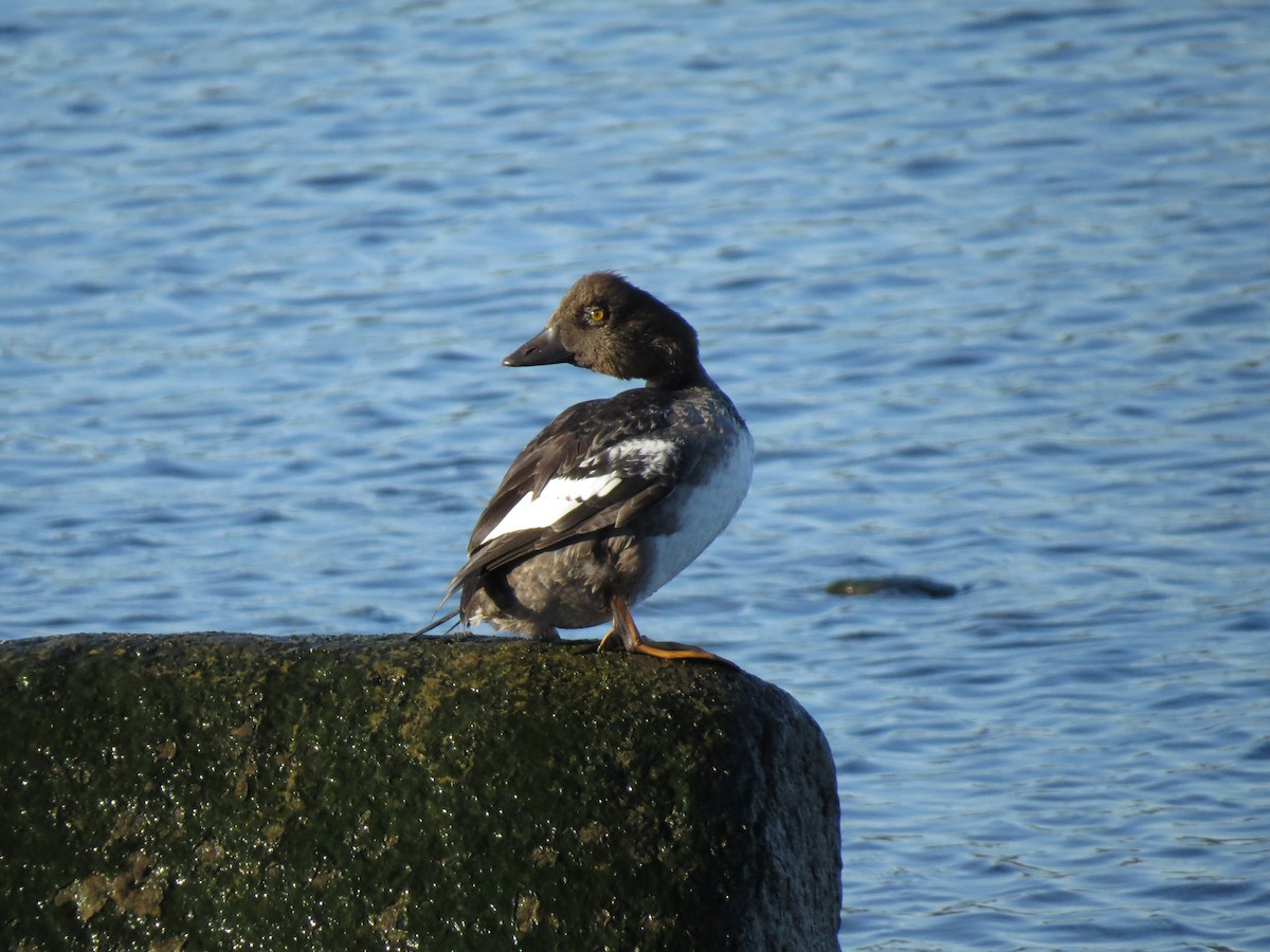 Common Goldeneye - ML259439671