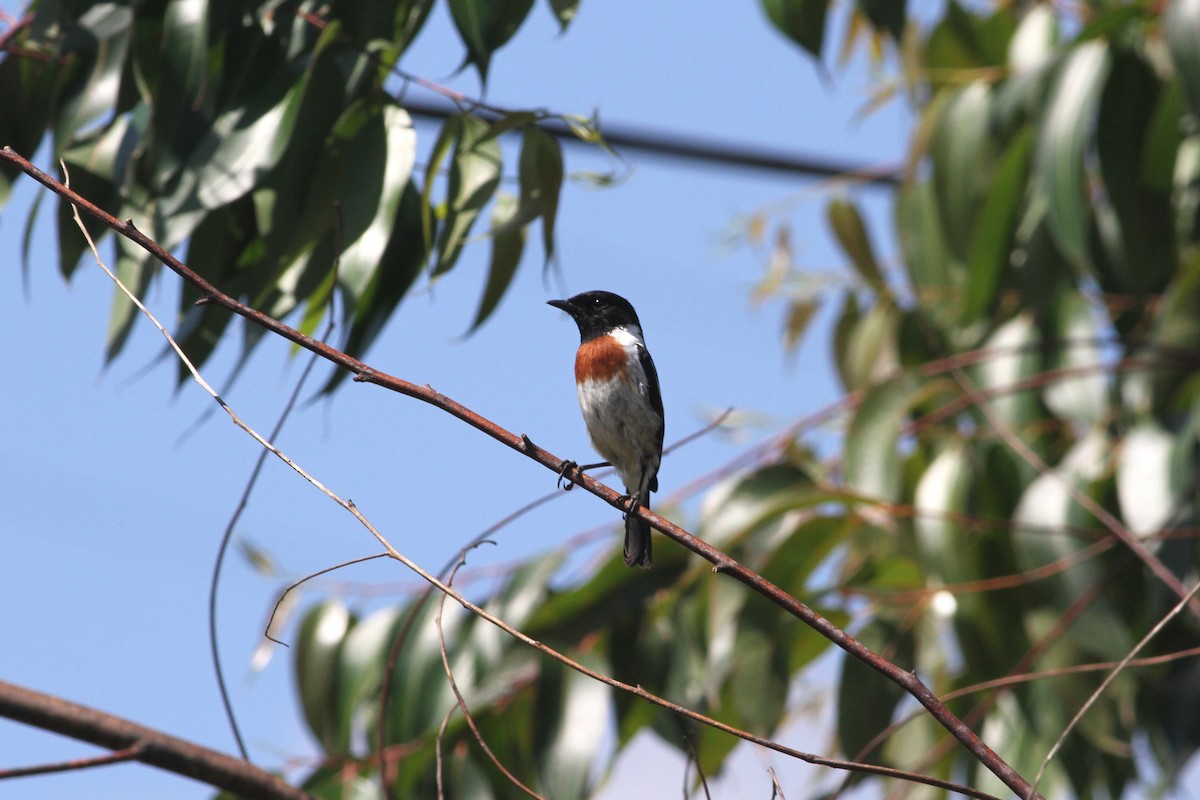 African Stonechat (Madagascar) - ML259440551