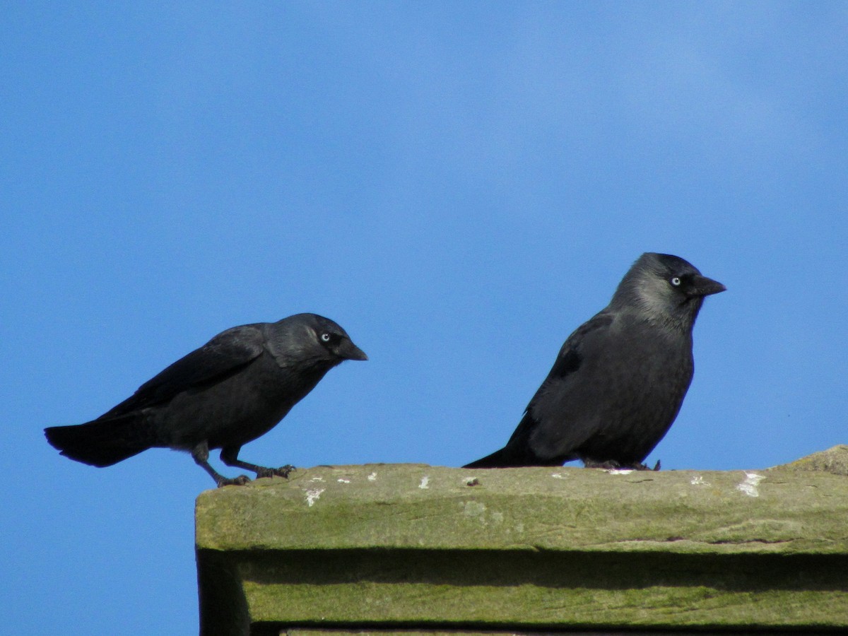 Eurasian Jackdaw - ML25944321