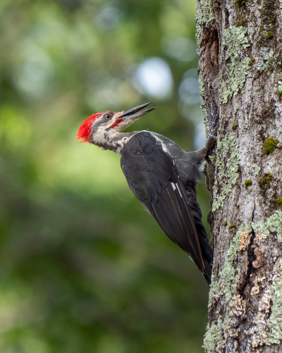 Pileated Woodpecker - ML259444551