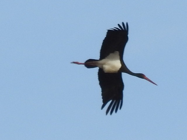 Black Stork - Chemi Ibáñez de la Fuente