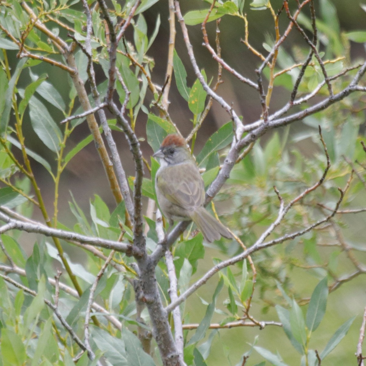 Green-tailed Towhee - ML259445691