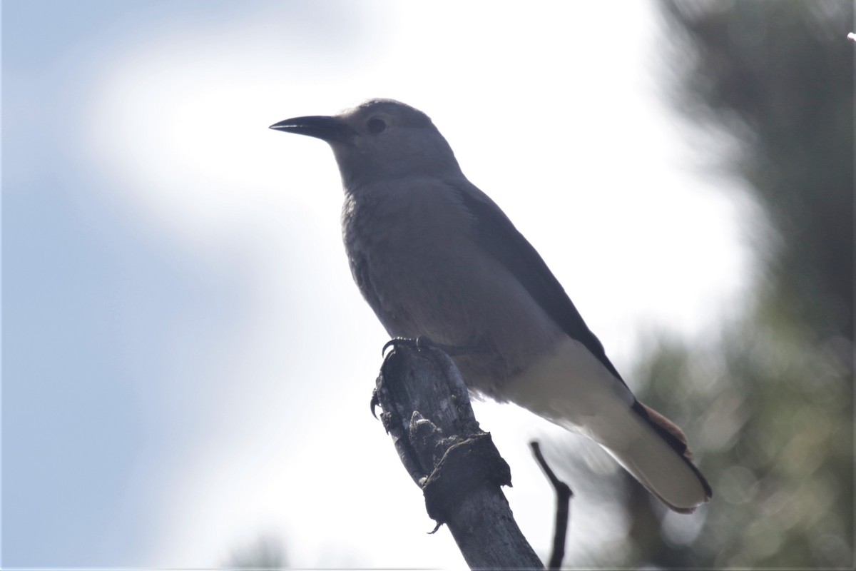 Clark's Nutcracker - ML259446101