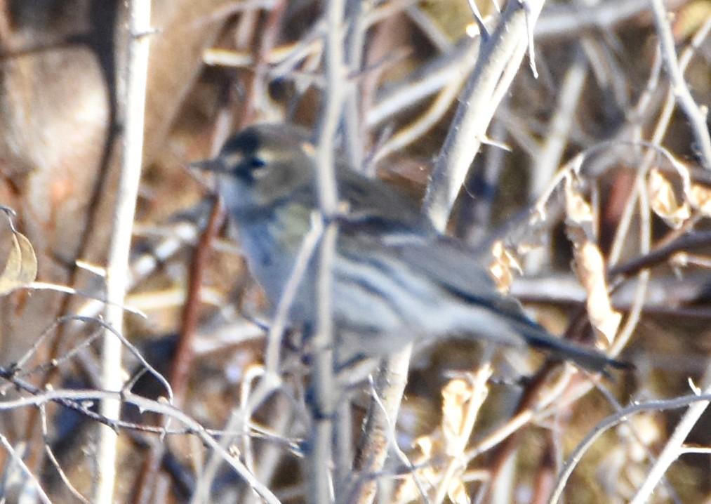 Yellow-rumped Warbler (Myrtle) - ML25944791