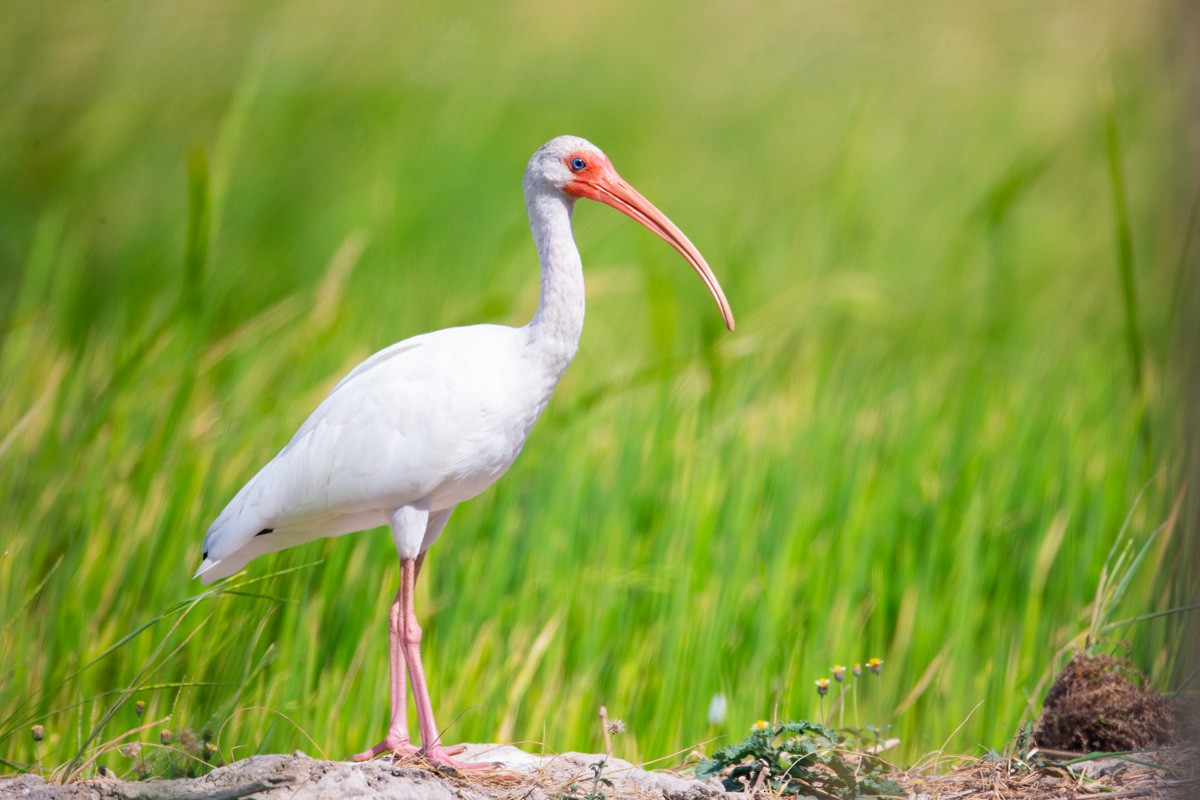 White Ibis - ML259448151