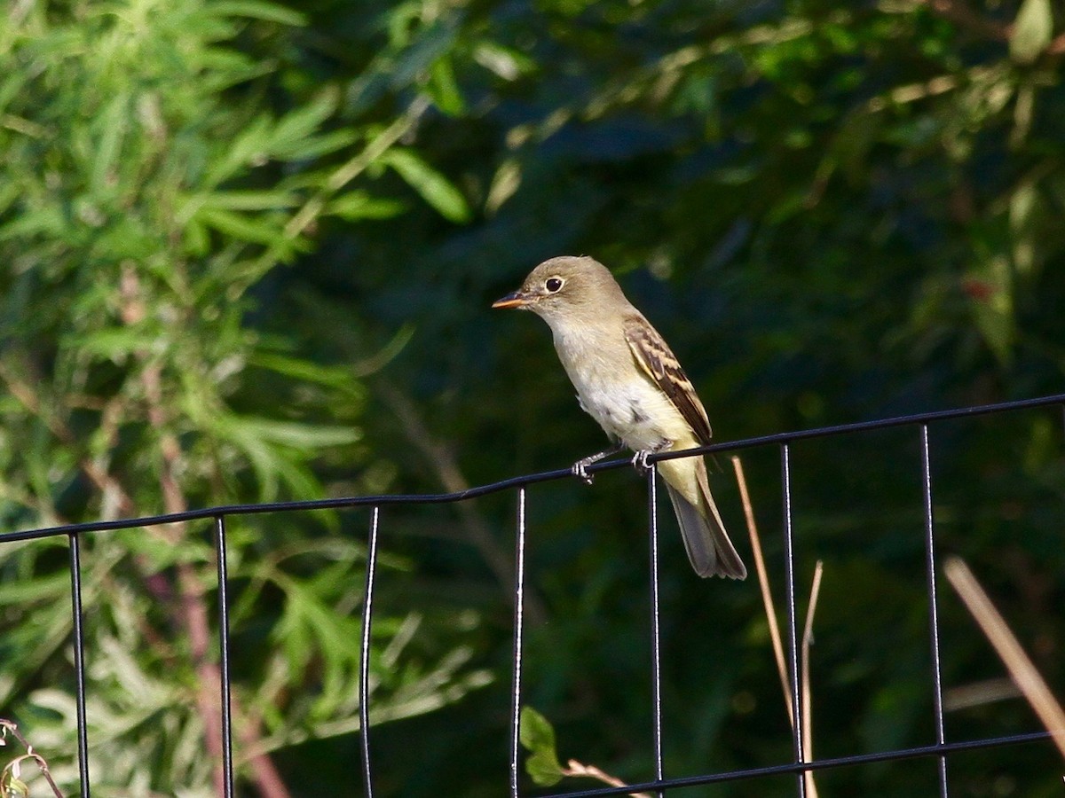 Alder/Willow Flycatcher (Traill's Flycatcher) - ML259448501