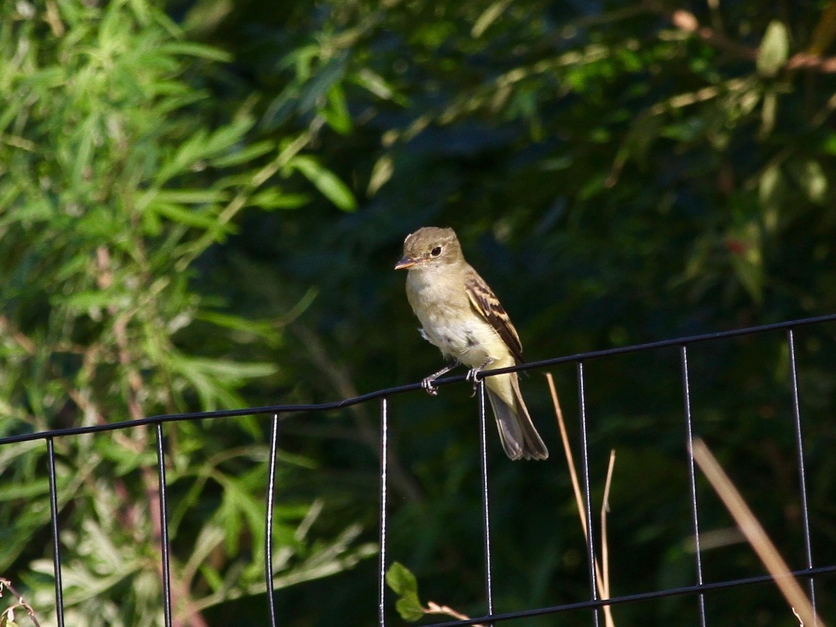 Alder/Willow Flycatcher (Traill's Flycatcher) - ML259448511