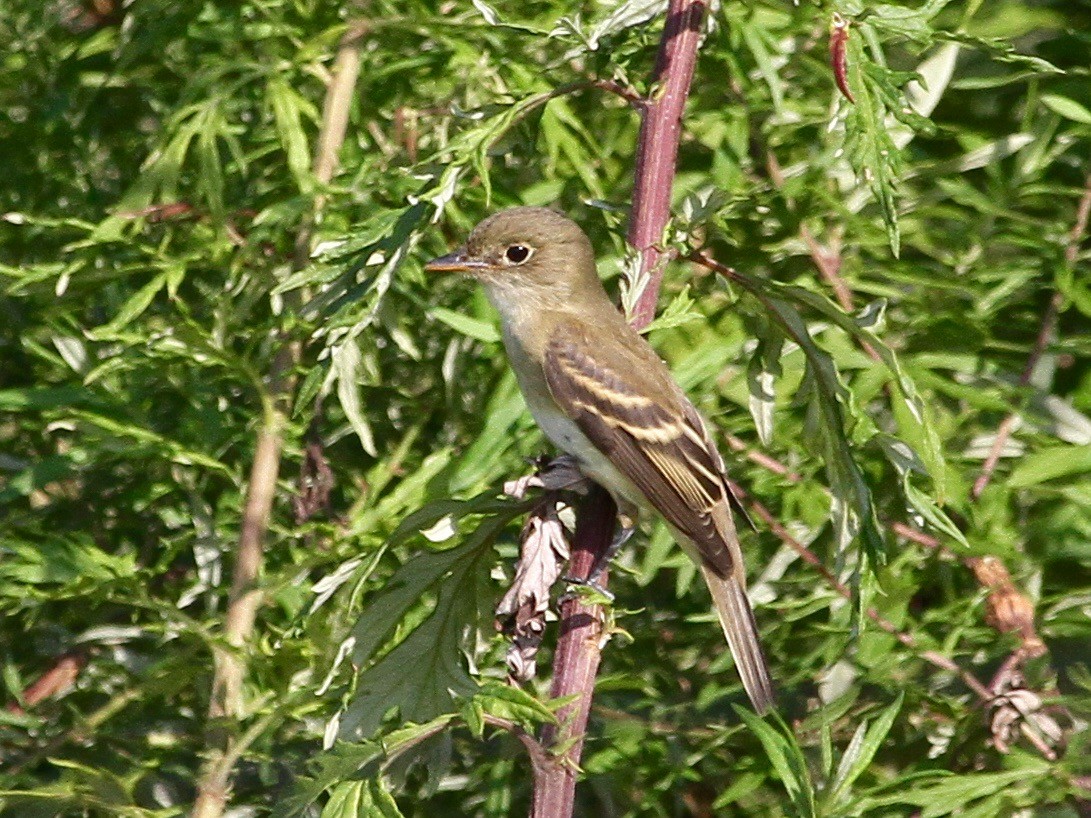 Alder/Willow Flycatcher (Traill's Flycatcher) - ML259448521