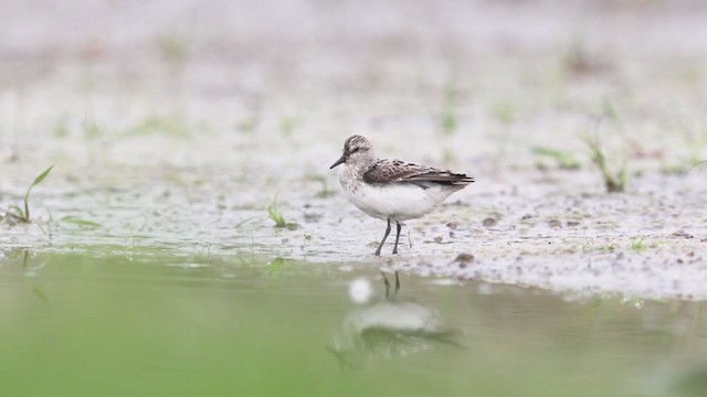 Semipalmated Sandpiper - ML259448641