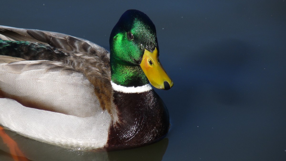 Canard colvert - ML25944971