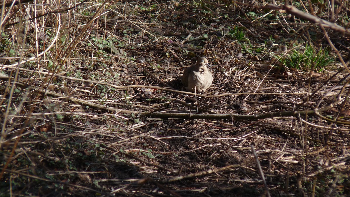 Mourning Dove - Ezra Mendales