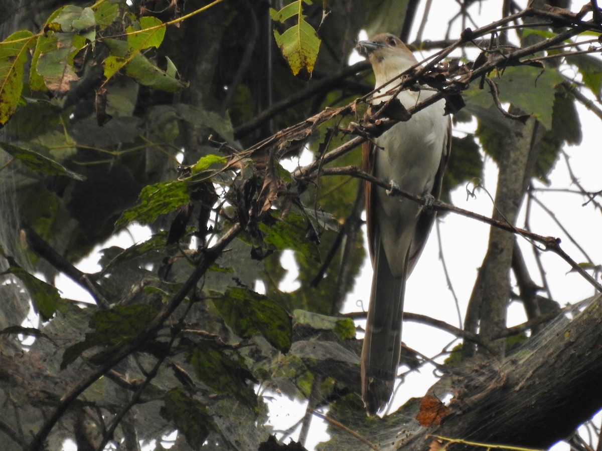 Black-billed Cuckoo - ML259450381