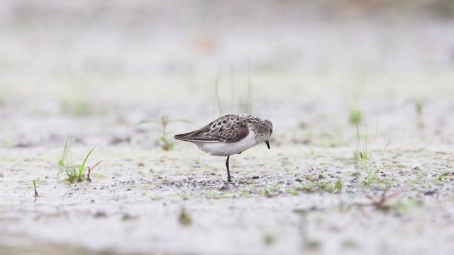 Semipalmated Sandpiper - ML259450631