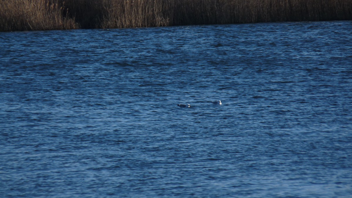 Ring-billed Gull - ML25945251