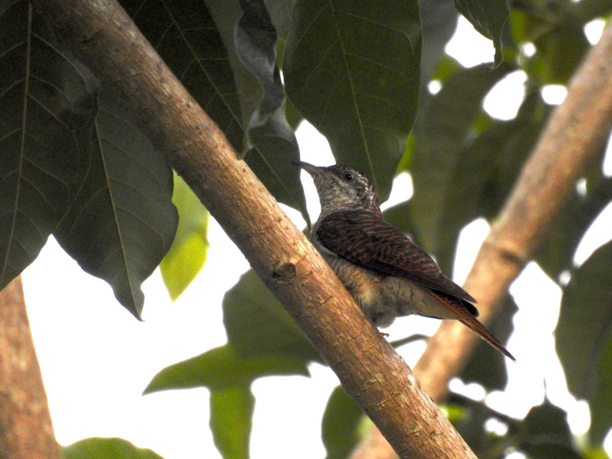 Banded Bay Cuckoo - ML259455851