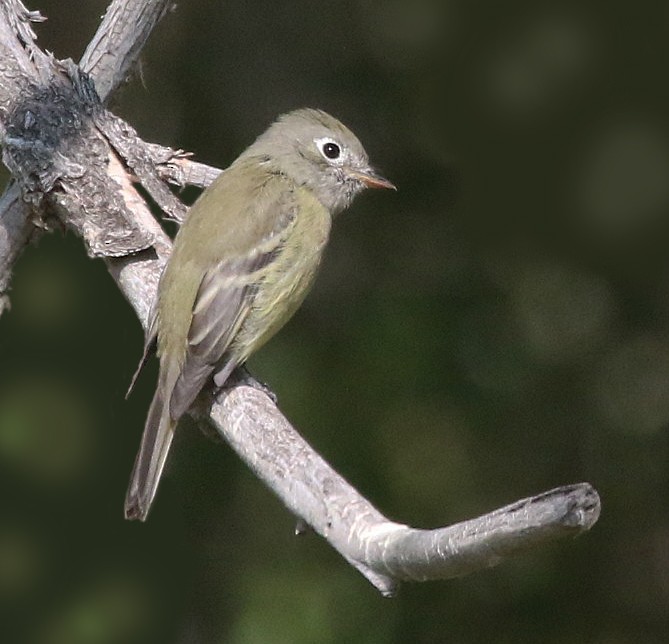 Hammond's Flycatcher - David Leatherman