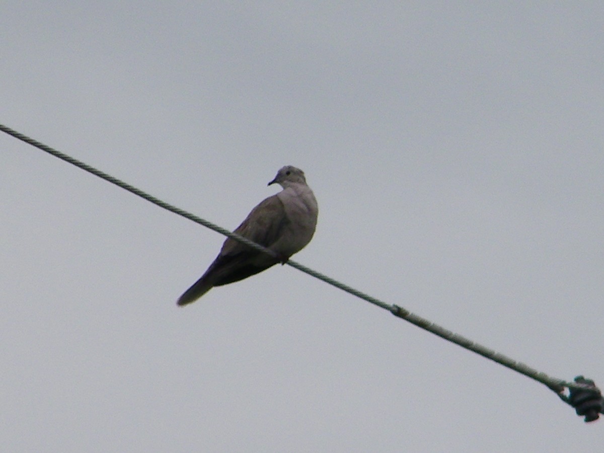 Eurasian Collared-Dove - ML259457131