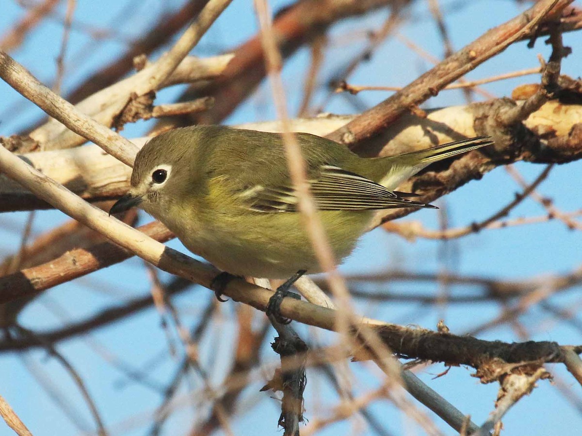 Vireo de Cassin - ML259458341