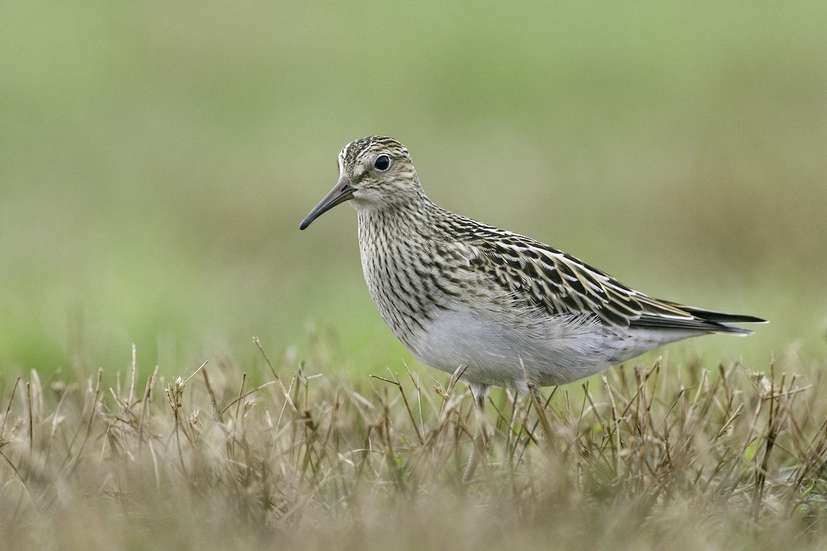 Pectoral Sandpiper - Bob MacDonnell