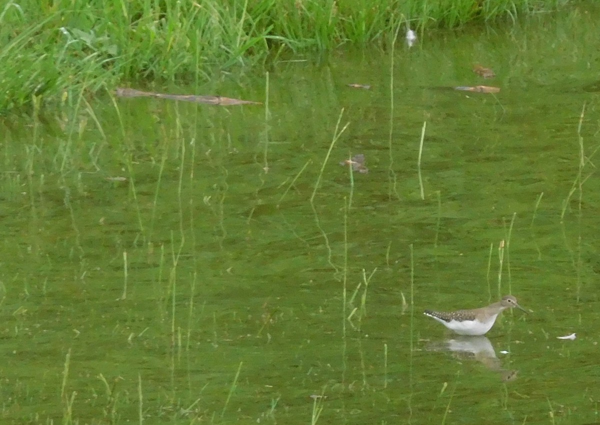 Solitary Sandpiper - ML259460841