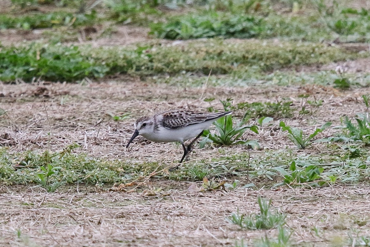 Western Sandpiper - ML259462031