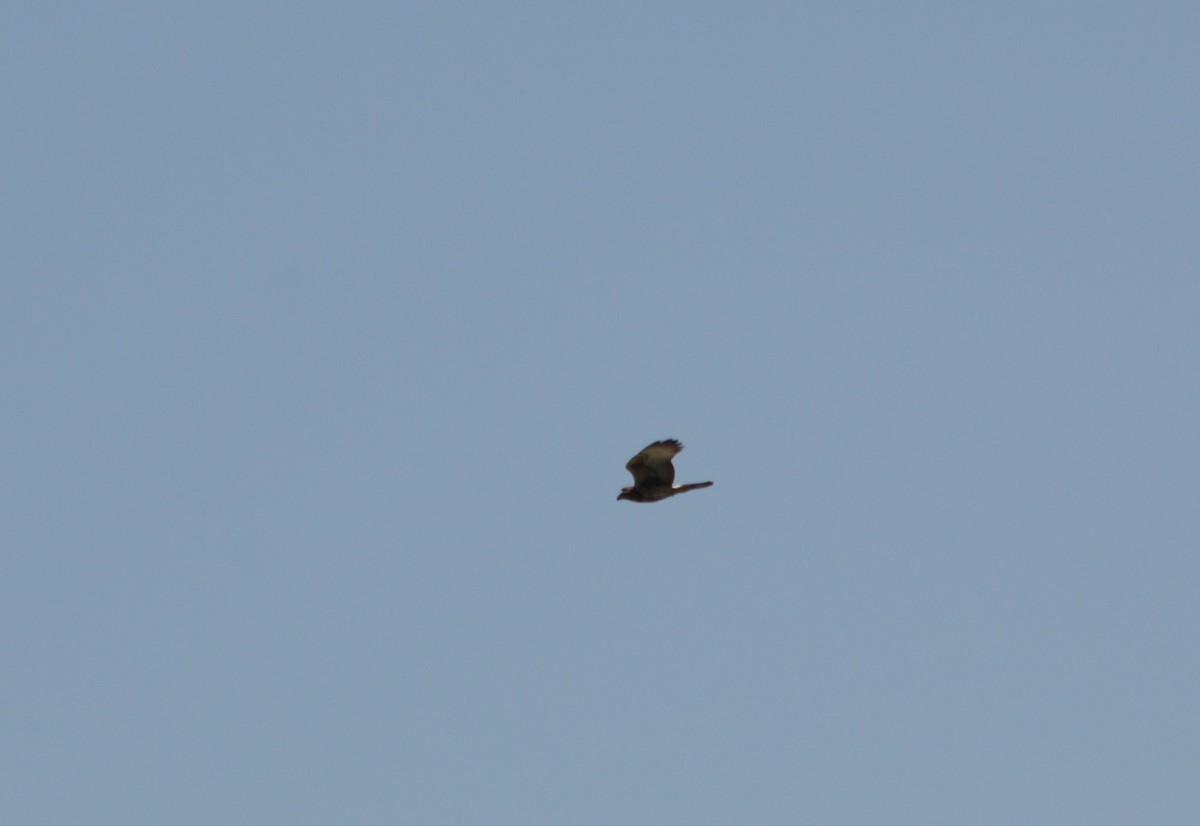 Harris's Hawk - ML259462931