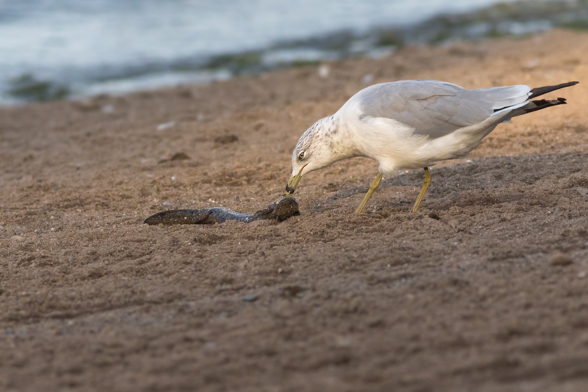 Ring-billed Gull - Davey Walters