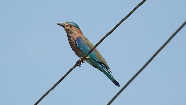 Indian Roller - ML259464641