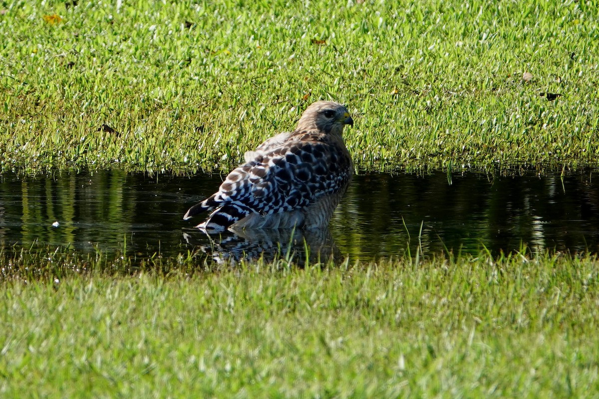 Red-shouldered Hawk - ML259466171